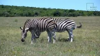 Thumbnail: Quagga | The quagga was a unique species of zebra that existed until the late 19th century.