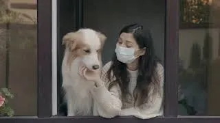 Thumbnail: Pyredoodle | Are known by various names, including pyrepoo, pyreneespoo, and pyreneesedoodle