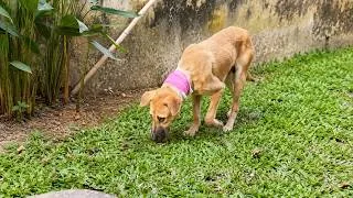 Thumbnail: He Was Afraid to Trust Anyone Until Patient Rescuers Showed Him a Different Life