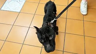 Thumbnail: Rescue Dog Gets a Second Chance After Years of Living Without a Real Home