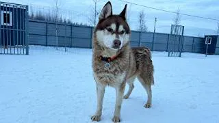 Thumbnail: This Husky Kept Following a Stranger on a Snowy Road But Would Not Come Closer