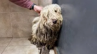 Thumbnail: Forgotten Dog Hidden Beneath Years of Matted Fur Finally Begins a New Life