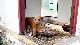 Thumbnail: This Stray Dog Was Losing His Fur Until the Right Treatment Gave Him a Chance to Recover
