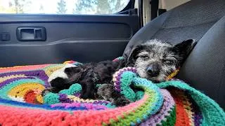 Thumbnail: This Elderly Dog Found in Cardboard Boxes Slowly Learned to Walk Again