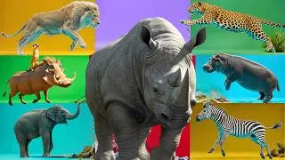Thumbnail: Jungle Animal Sounds Song | Learn Animal Names and Sounds | Nursery Rhyme Animalstooni