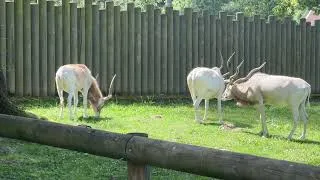 Thumbnail: Adorable Alpacas | Relaxing Nature Sounds (ASMR)