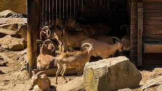Thumbnail: Baby Hippo & Deer | Relaxing Nature Sounds (ASMR)