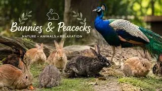Thumbnail: Capybara & Cute Bunnies ASMR | Relaxing Nature Sounds