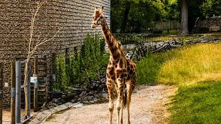 Thumbnail: Relaxing Giraffes | Peaceful Nature Sounds