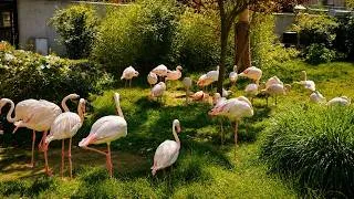 Thumbnail: Relaxing Zoo Birds | Flamingos, Hornbills & Nature Sounds