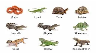 Thumbnail: All Kinds of Reptiles Explained in eazy way