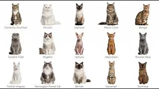 Thumbnail: All Kinds of Cats From Wild Looking to Super Gentle Explained in eazy way