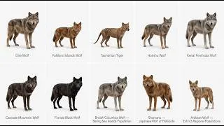Thumbnail: These Wolves Are Gone Forever… But Their Story Is Insane! || Easy Explained || Animal Types Hub