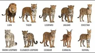 Thumbnail: All Kinds of Big Cats and the Secret Weapon Each One Uses to Survive Explained in eazy way