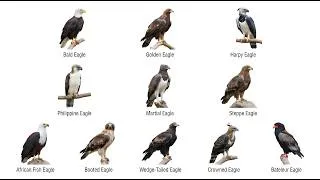 Thumbnail: All Kinds of Eagles and What Makes Each One Dangerous — Explained in Easy Way || Animal Types Hub
