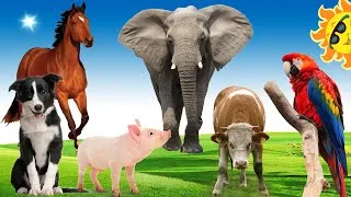 Thumbnail: Animal sounds, wild animals, farm animals