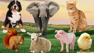 Thumbnail: Farm animals - chickens, ducks, dogs, horses, goats, sheep, monkeys - part 1