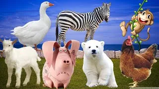Thumbnail: Farm animals - cows, cats, pigs, chickens, ducks, goats