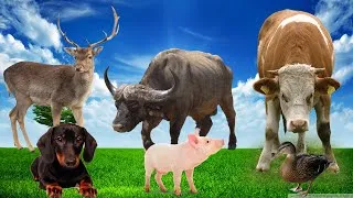 Thumbnail: What do animals around us do every day?