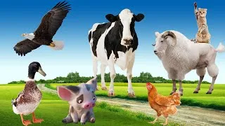 Thumbnail: Domestic animals - cats, chickens, ducks, dogs, pigs, horses