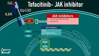 Thumbnail: JAK-STAT Pathway and Janus Kinase (JAK) Inhibitors | Tofacitinib Pharmacology Explained |USMLE step1