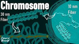 Thumbnail: Structure of chromosome | Nucleosome | Beads on a String | 30nm Fiber | chromatin packing | Mol bio