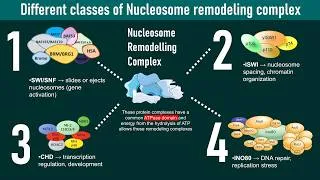 Thumbnail: Nucleosome remodeler complex subtypes | Molecular biology | chromatin regulation