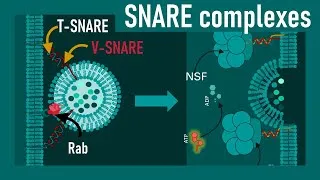 Thumbnail: SNARE Proteins Explained: Step-by-Step Mechanism of Membrane Fusion |  Mechanism of Vesicle Docking