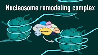 Thumbnail: Chromatin Remodeling & Nucleosome Remodelers | Epigenetics Made Simple | SWI/SNF, ISWI, CHD & INO80