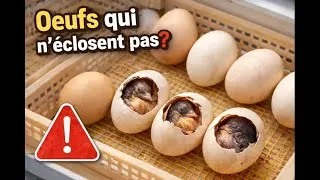 Thumbnail: Incubation des œufs: ce qui empêche l'éclosion, les véritables raisons