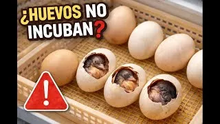 Thumbnail: Incubación de huevos: qué impide la eclosión, las verdaderas razones