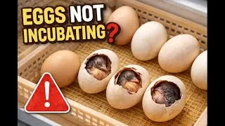Thumbnail: Egg incubation: what prevents hatching, the real reasons