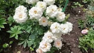 Thumbnail: Fragrant🌸Roses in My Garden, to Music