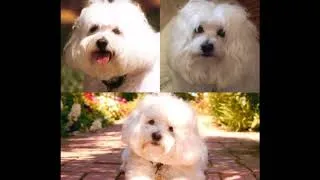 Thumbnail: Tribute to Samantha  Streisand- Brolin  ( 2003- 2017)  Performing Barbra  Streisand