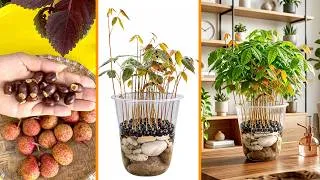 Thumbnail: Don’t Throw Away Lychee Seeds – Grow This Beautiful Plant in Water!