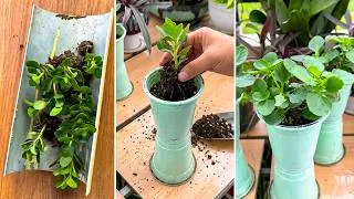 Thumbnail: Don’t Throw Away Plastic Cups – Grow Beautiful Kalanchoe Like This!