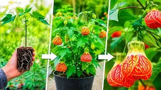 Thumbnail: Growing Abutilon From a Small Plant to Stunning Lantern Flowers