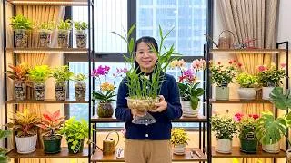 Thumbnail: Grow Ginger in Water – Turn a Simple Ginger Root Into Beautiful Home Decor