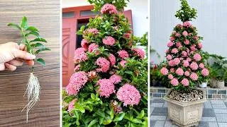 Thumbnail: How to Grow Pink Ixora From Cuttings – From Tiny Cutting to Full Bloom