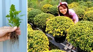 Thumbnail: How to Grow Chrysanthemums From Small Plants to Hundreds of Flowers