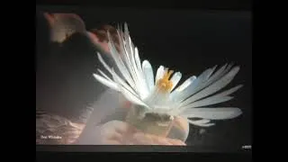 Thumbnail: Ottorino Respighi La pentola magica P  129 1920 Mod   SD 480p