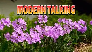 Thumbnail: TOP HITS 80S EURO DISCO MODERN TALKING - NO FACE NO NAME NO NUMBER - MODERN TALKING EURO DISCO REMIX