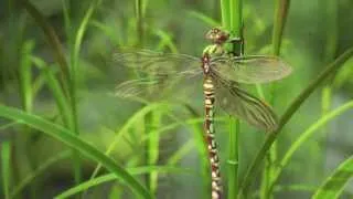 Thumbnail: Cristóbal Vila - Nature by Numbers