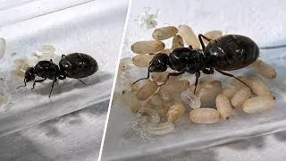Thumbnail: I Tested 35 Queen Ants...One Group Pulled Ahead