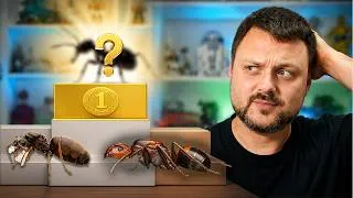 Thumbnail: I Kept 11 Ant Species. This Is the Best One for Beginners.