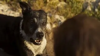 Thumbnail: Argos reunites with his master Ulysses after 20 years since he left him as a puppy for Troy