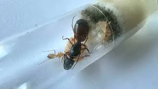 Thumbnail: Camponotus sanctus Queen & First Workers | Carpenter Ant Colony Close-Up 4K