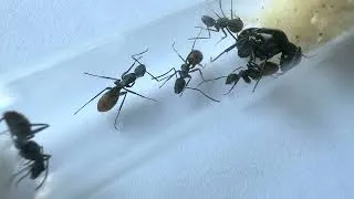 Thumbnail: Camponotus tonkinus Colony Close-Up | Large Asian Carpenter Ants 4K