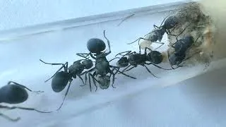 Thumbnail: Polyrhachis cyaniventris | Spiny Ant Colony from Borneo in 4K