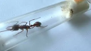 Thumbnail: Myrmecia gulosa | Australian Bull Ant Close-Up in 4K